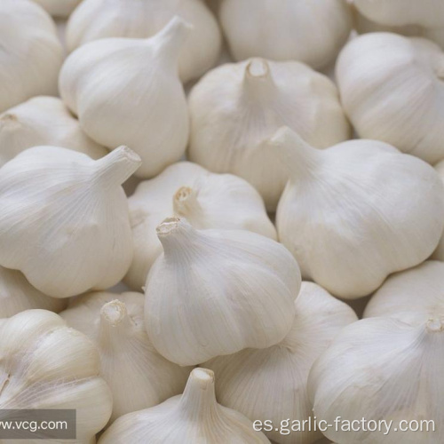 Supply Garlic New Season - precio barato